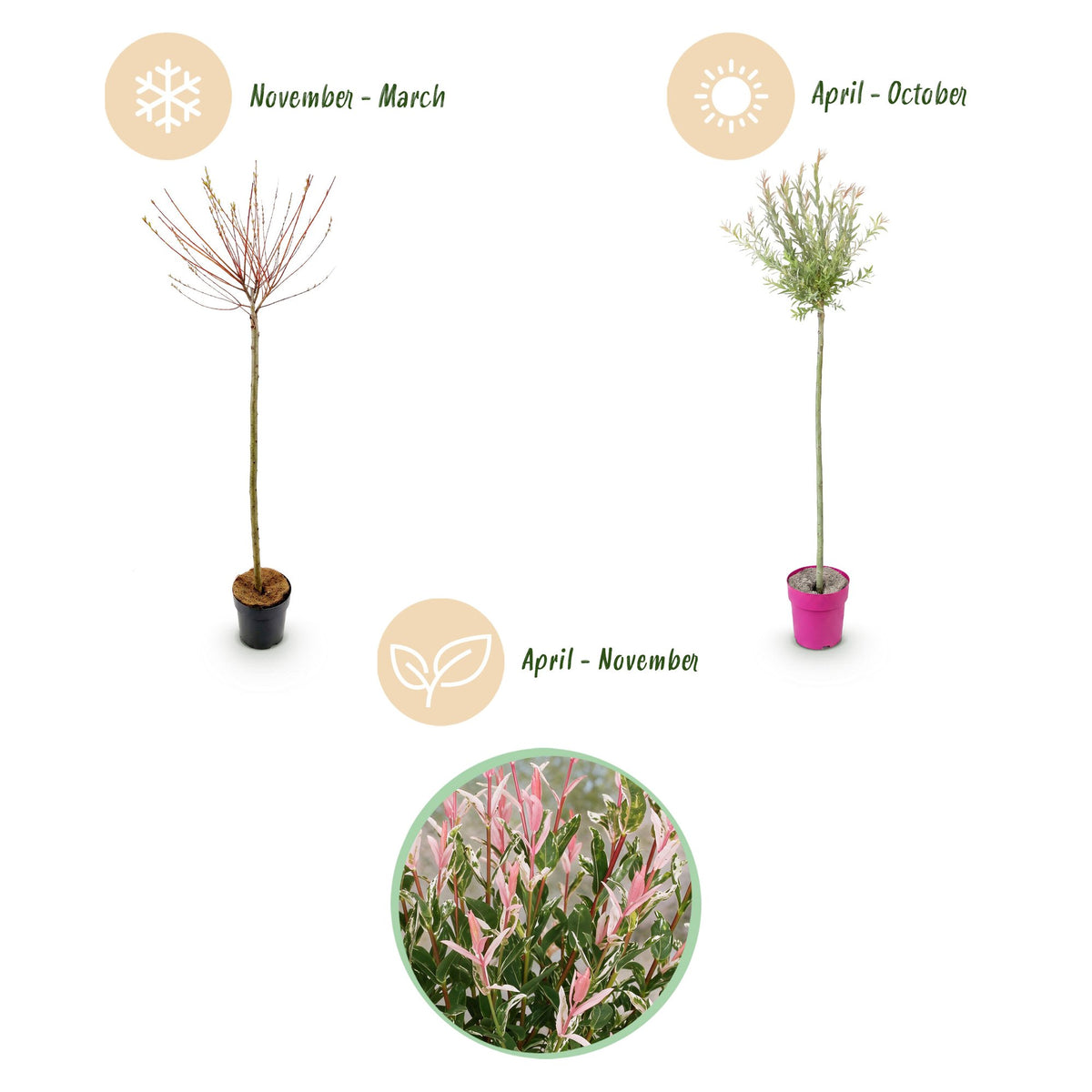 Salix Flamingo - Ø23cm - ↕140-160cm - 4x