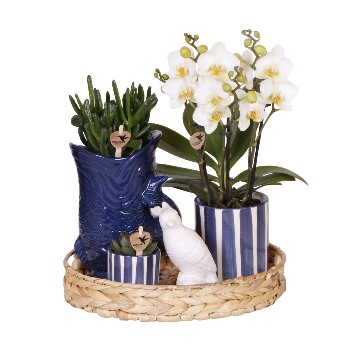Kolibri Company | Ensemble de plantes « Coucher de soleil méditerranéen » | Orchidée Phalaenopsis blanche Lausanne et plantes succulentes avec pots décoratifs en céramique