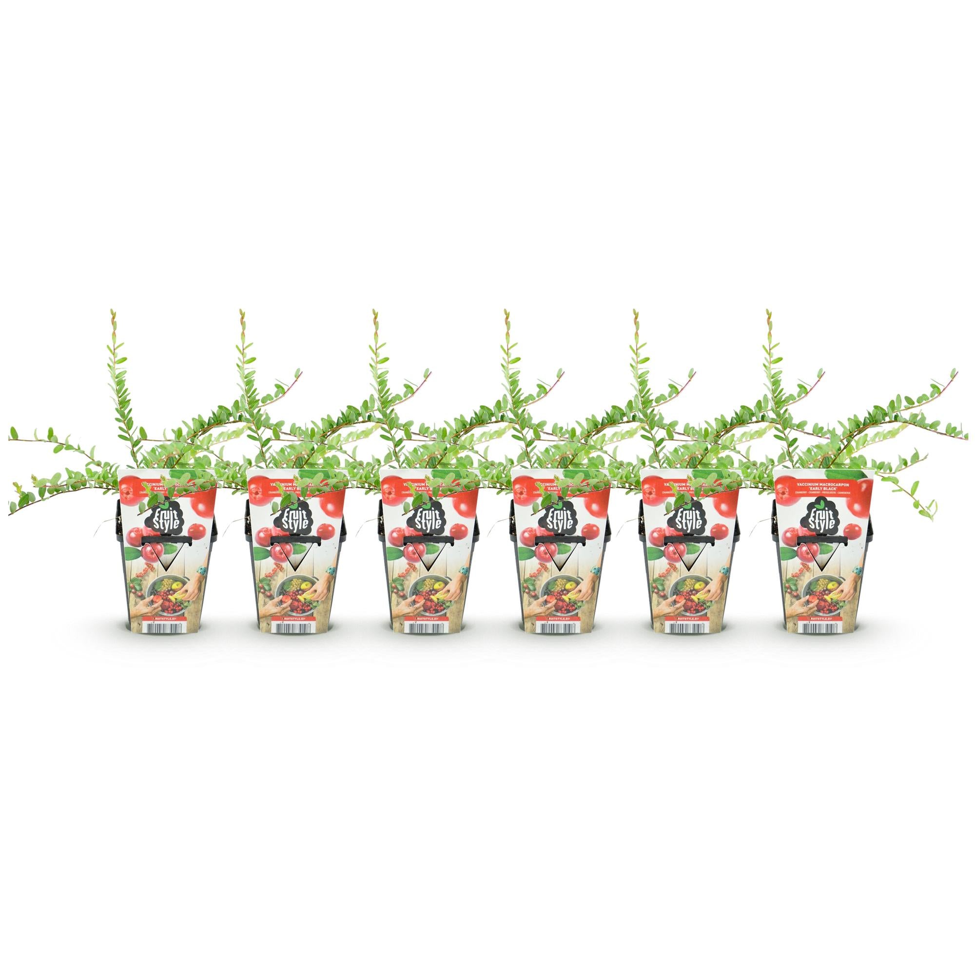 Blauwe Bes - Vaccinium macrophylla Early Black - Winterhard - 6 Planten - Pot 9 cm - Donker Rode  Bes