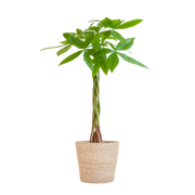 Pachira Aquatica met Sofia mand naturel - 80cm - Ø21