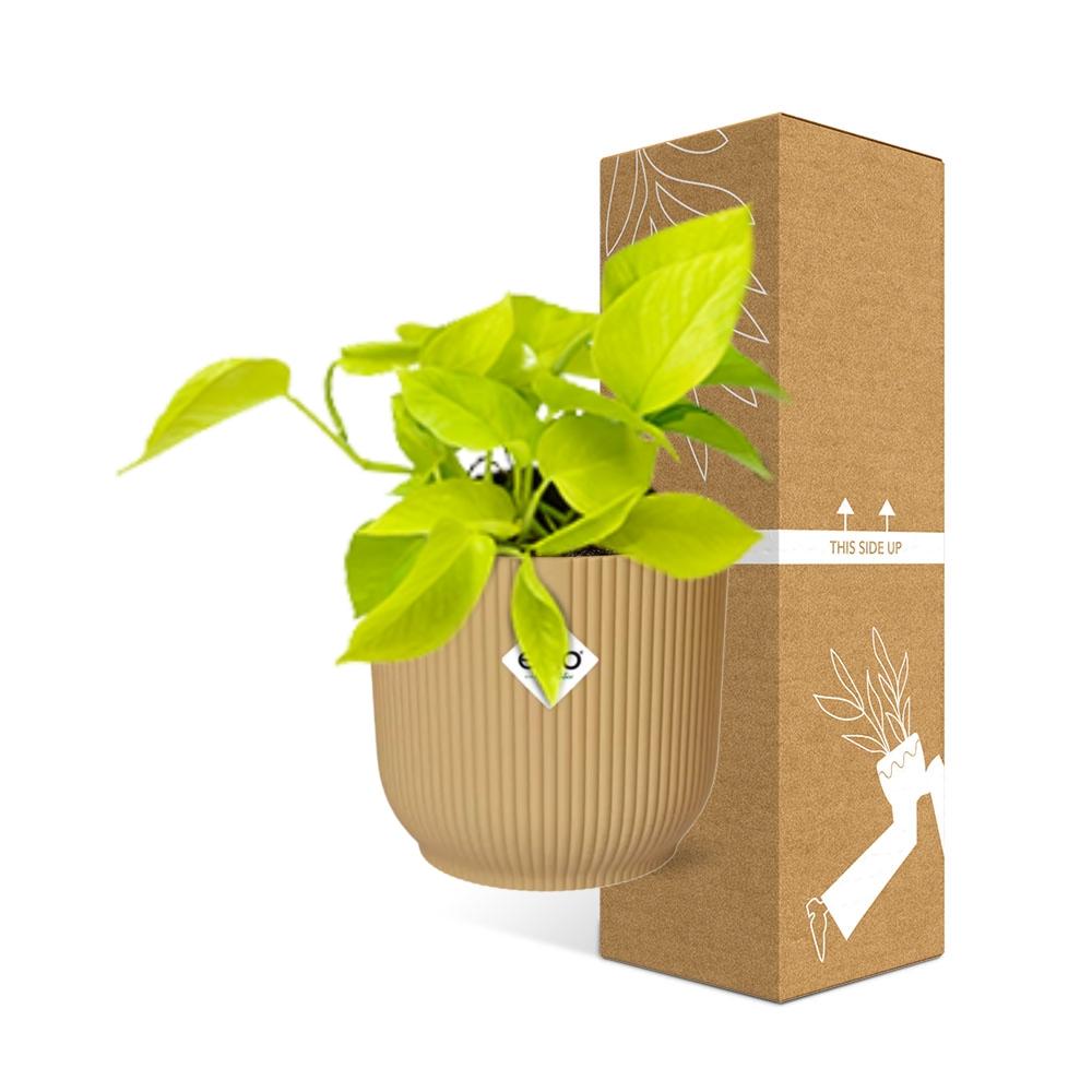 Epipremnum Pinnatum 'Golden Pothos' en pot ELHO Vibes Fold 14 cm jaune