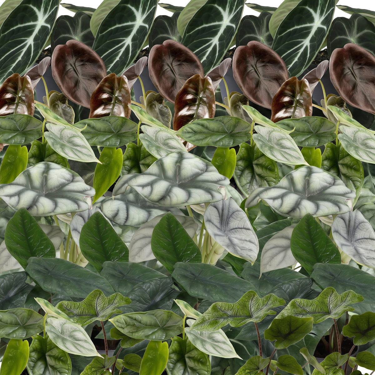Baby Alocasia Familie 6x- Rood - Groen - Zwart - Zilver - Grijs - Tropisch - incl. Linnea Misty Blue - Ø6cm - ↕12cm