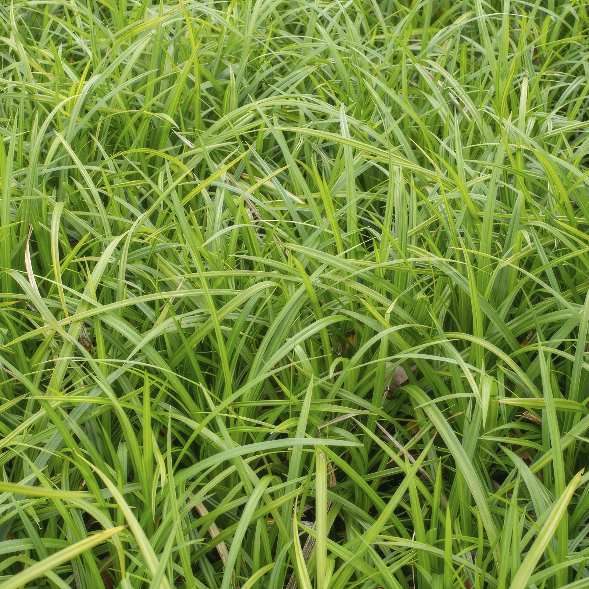 60x Carex morrowii 'Verde Irlandés' - ↕10-25cm - Ø9cm