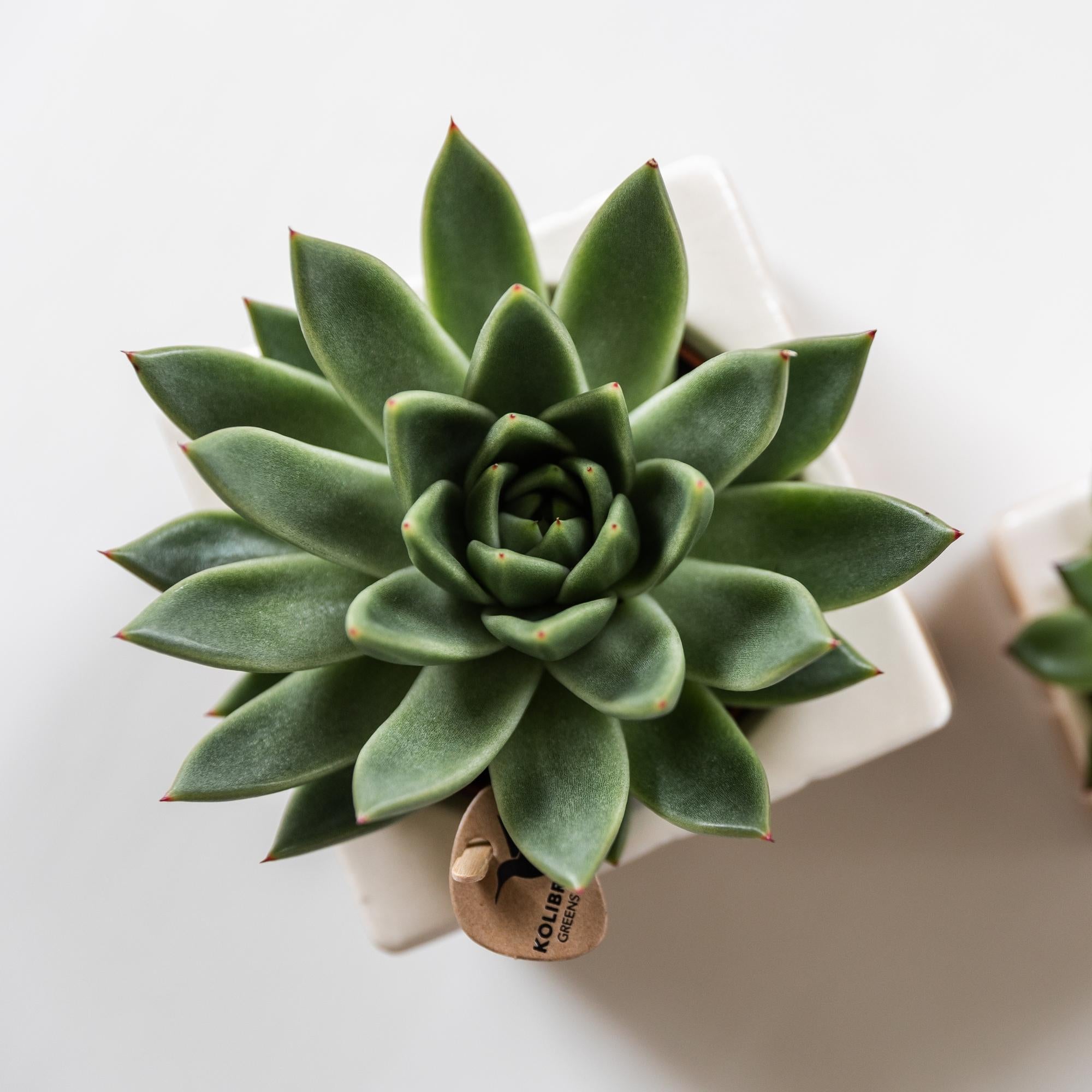 Kolibri Greens | Grüne Pflanze – Sukkulente Echeveria Miranda | Grüne Zimmerpflanze – frisch vom Züchter – Ø 9 cm