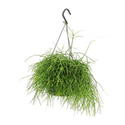 Rhipsalis Oasis - Ø17cm - ↕25cm