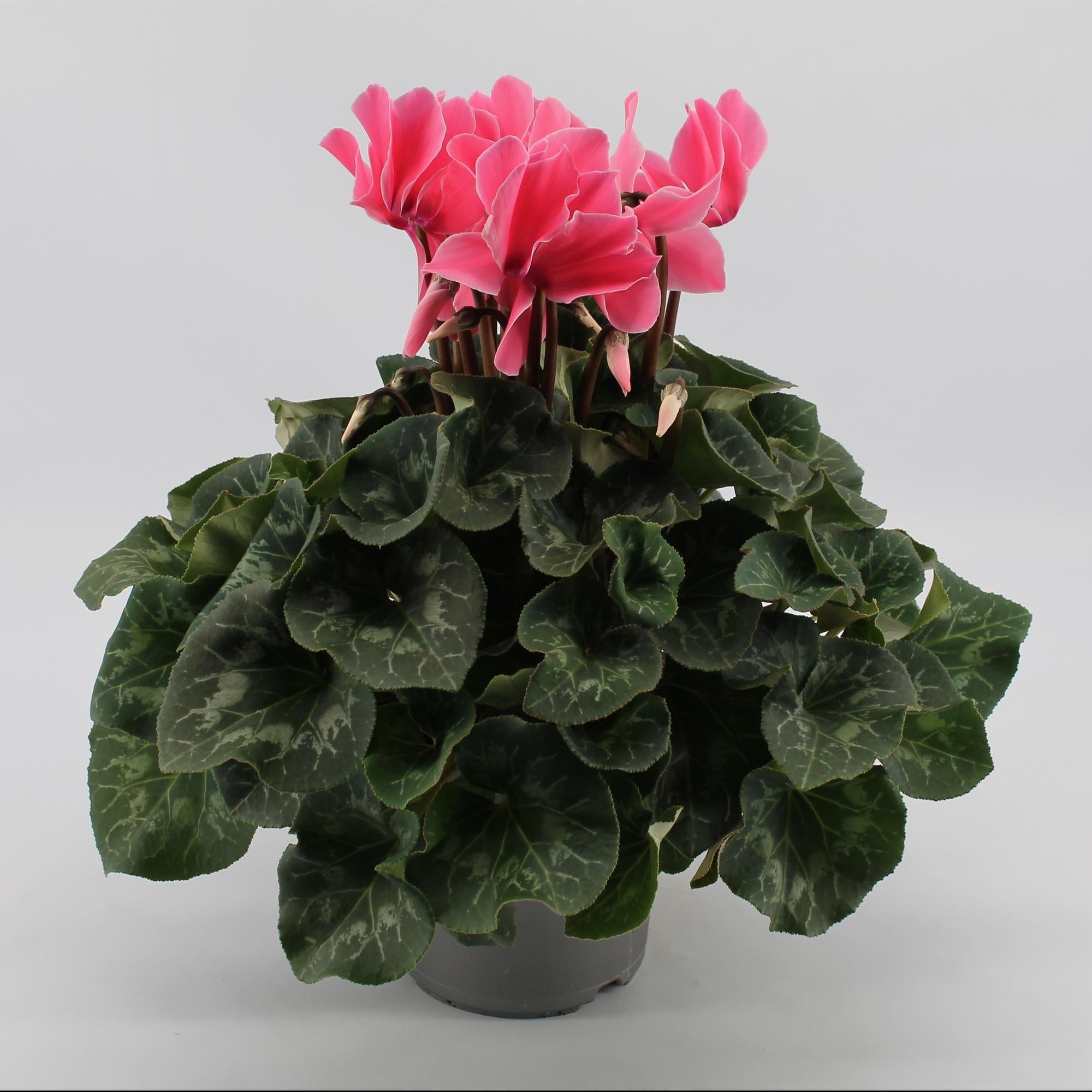 Cyclamen rose clair - Ø17cm - ↕40cm