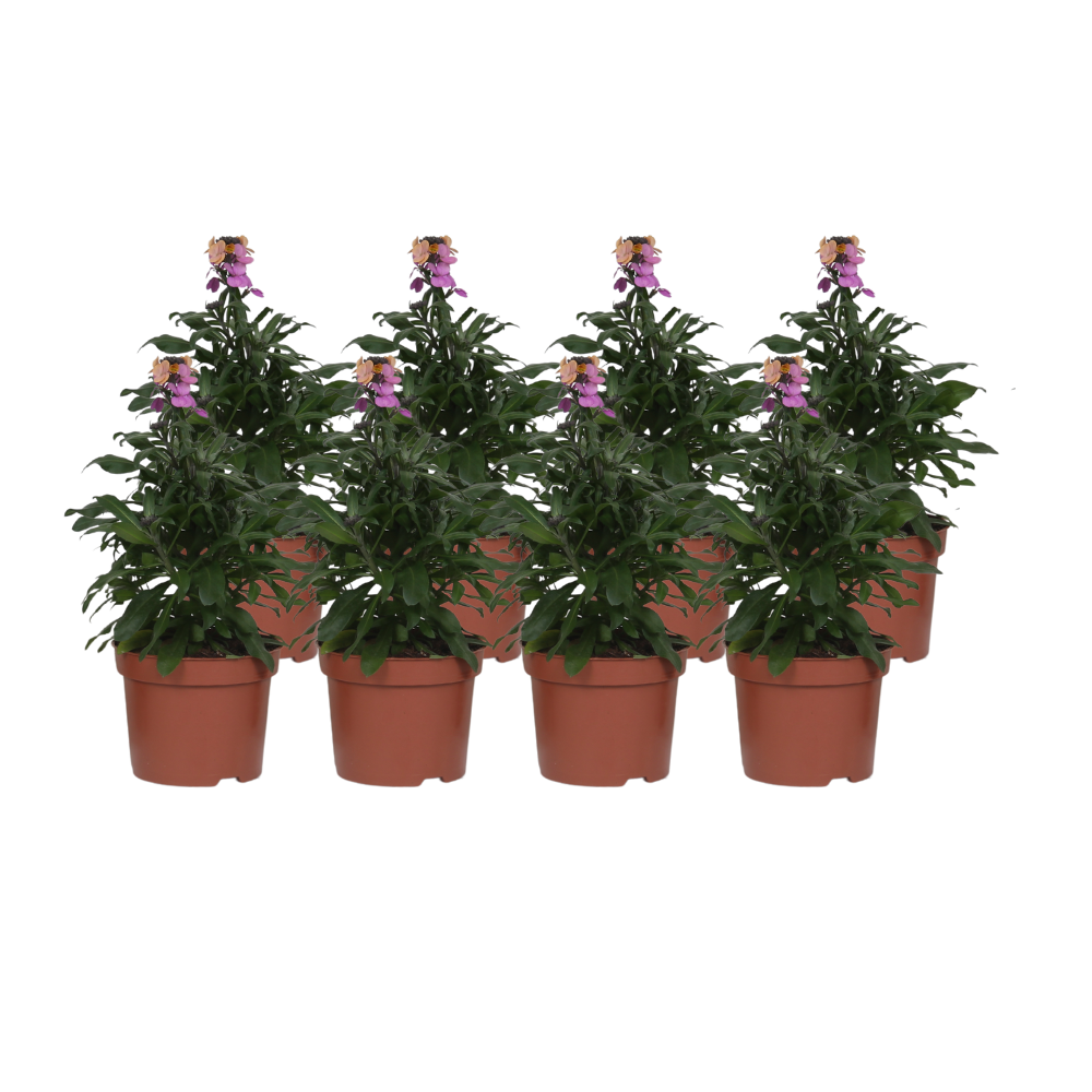 Erysimum 'Purple Glow' - 8 pezzi - Ø12cm - ↕30cm