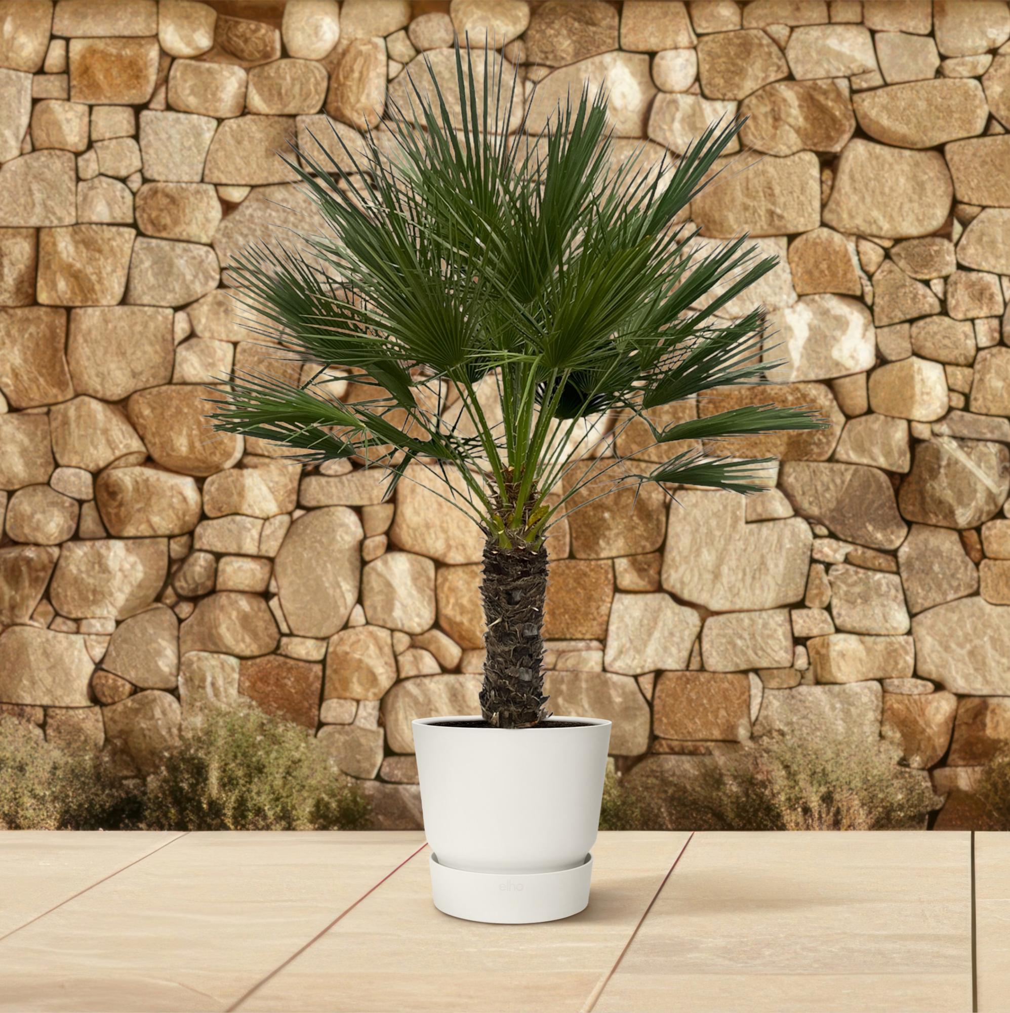 Chamaerops Humilis am Stiel – 150 cm – Ø45 cm