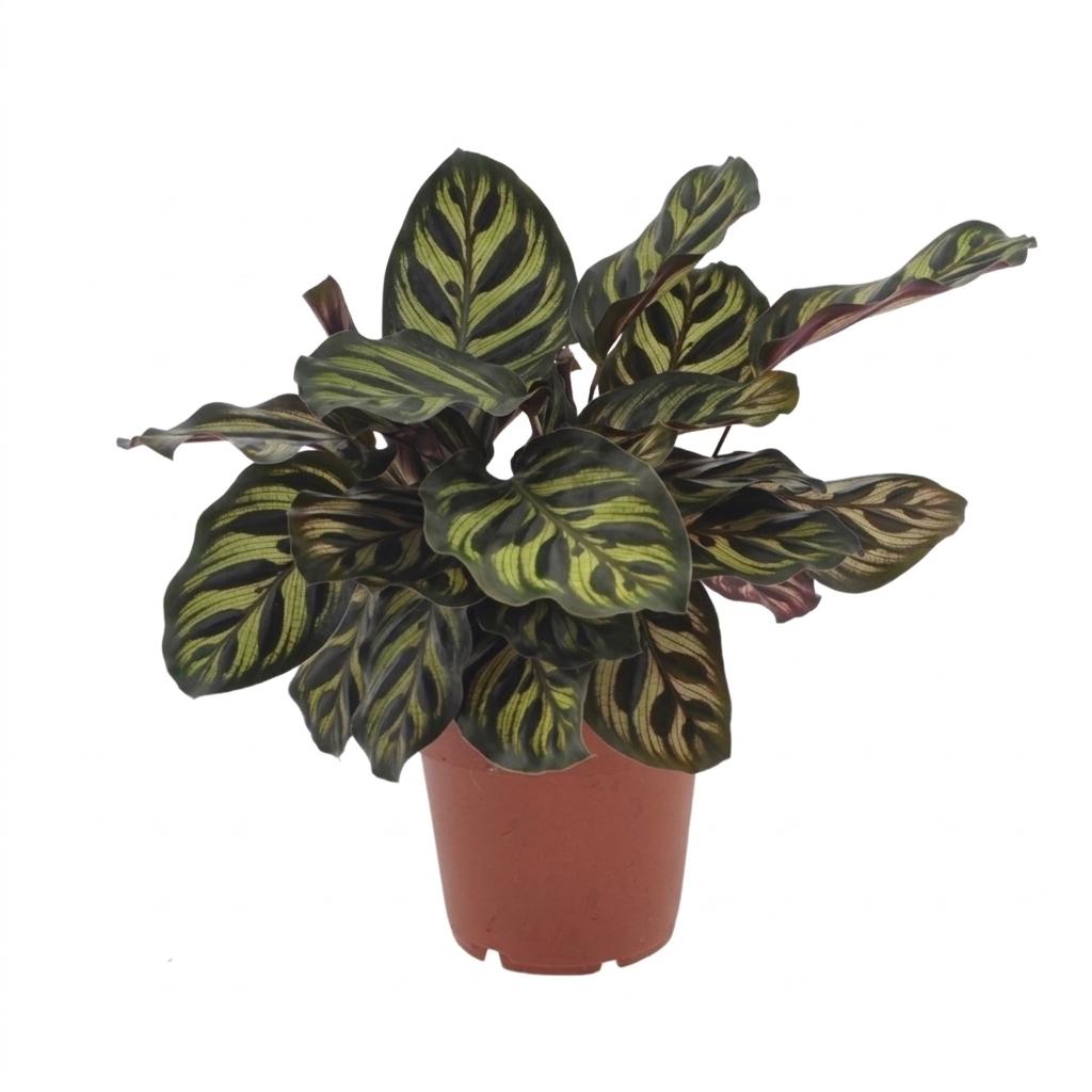 Calathea Makoyana - Pauwenplant - Pot 12cm - Hoogte - 25cm