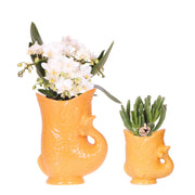 Kolibri-Orchideen | Set aus weißer Nazaré-Orchidee und Sukkulente im orangefarbenen Fischtopf – Topfgröße Ø 9 cm & Ø 6 cm | Blühende Zimmerpflanze – frisch vom Züchter