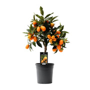 Kumquat Agrumes - Ø16cm - ↕45cm