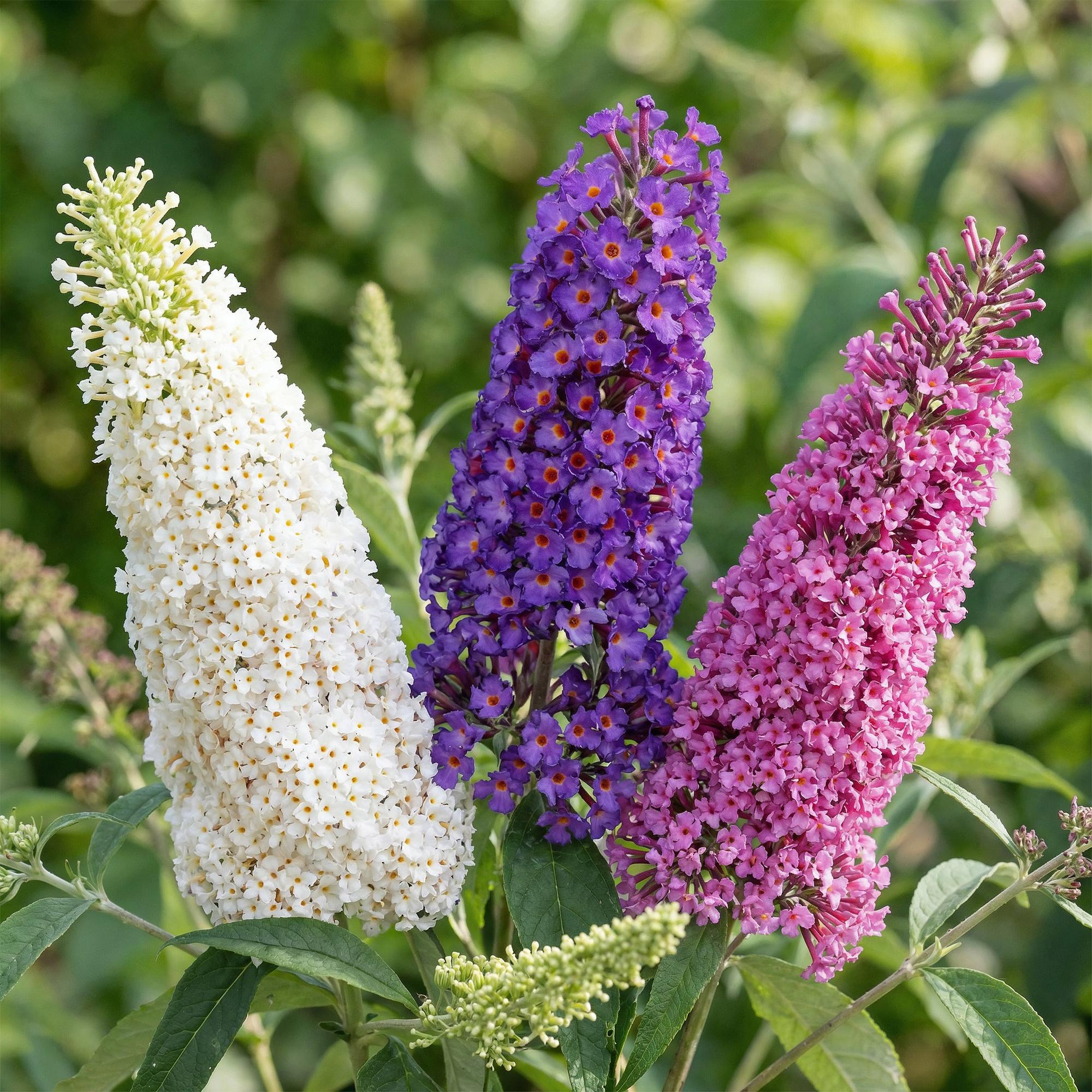 Buddleja davidii Tricolour - Vlinderstruik - Winterhard - Blauw - Roze - Wit - 3 Planten - Pot 17cm - Hoogte 45cm