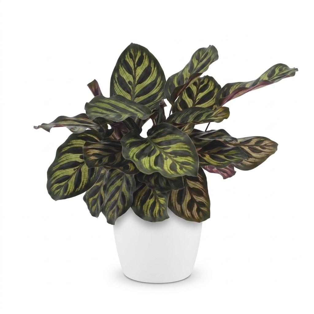 Calathea Makoyana - Pauwenplant - met Potter Wit - Pot 12cm - Hoogte - 25cm