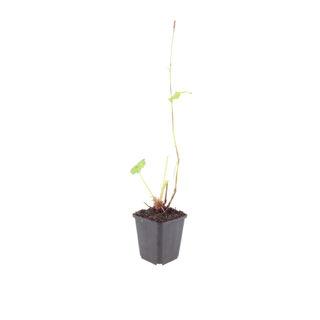 60x Persicaria a. 'Alba' - ↕10-25cm - Ø9cm