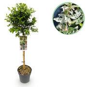 Euonymus fortunei Harlequin - Terras Plant - Bladhoudend - Winterhard - Groen-Wit Blad - Pot 19cm Hoogte 90cm