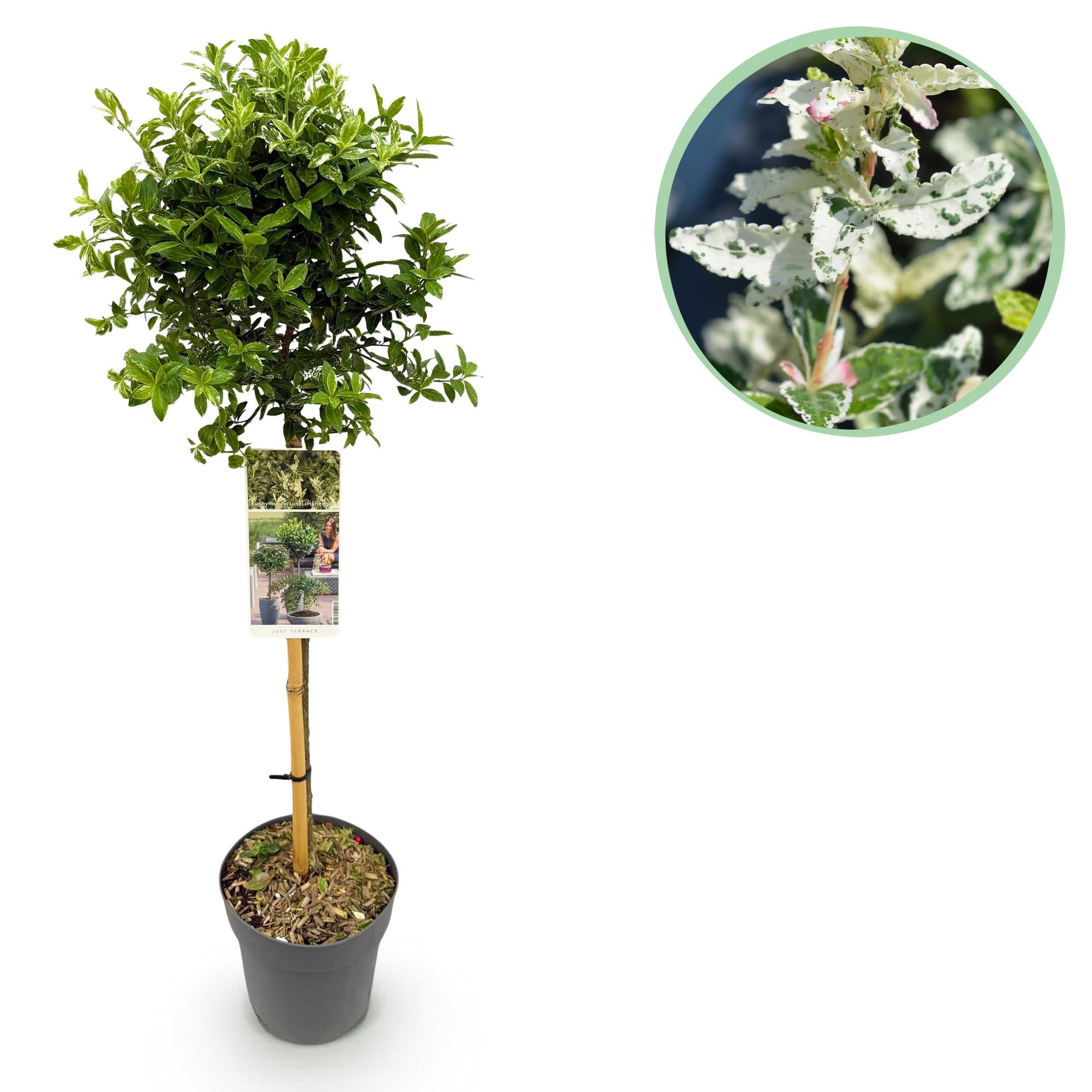 Euonymus fortunei Harlequin - Terras Plant - Bladhoudend - Winterhard - Groen-Wit Blad - Pot 19cm Hoogte 90cm