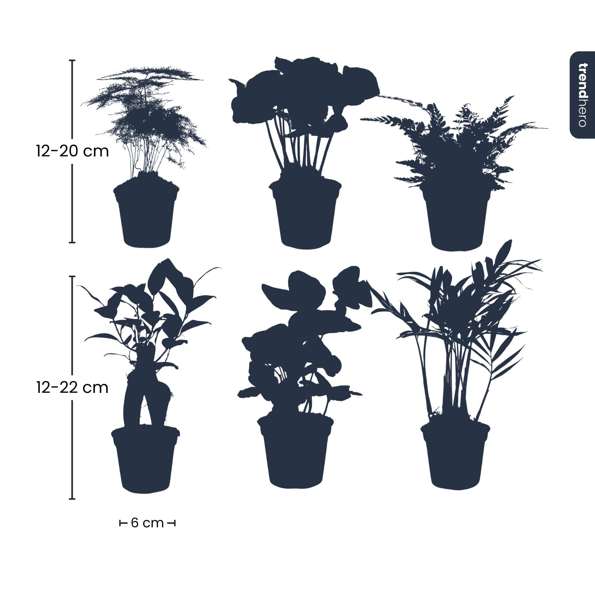 Ensemble de plantes - Vert - 6 plantes vertes - pot de 6