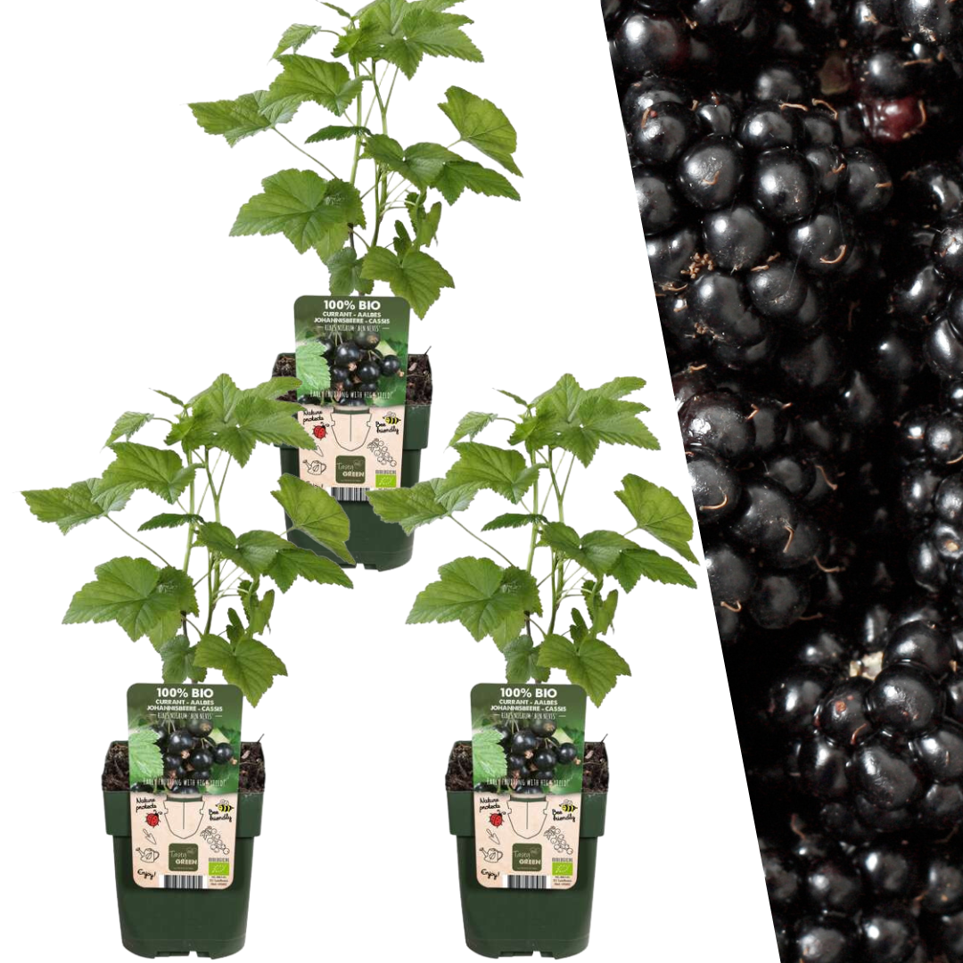 3 Bio-Brombeerpflanzen – Ø 13 cm – ↨ 20 cm