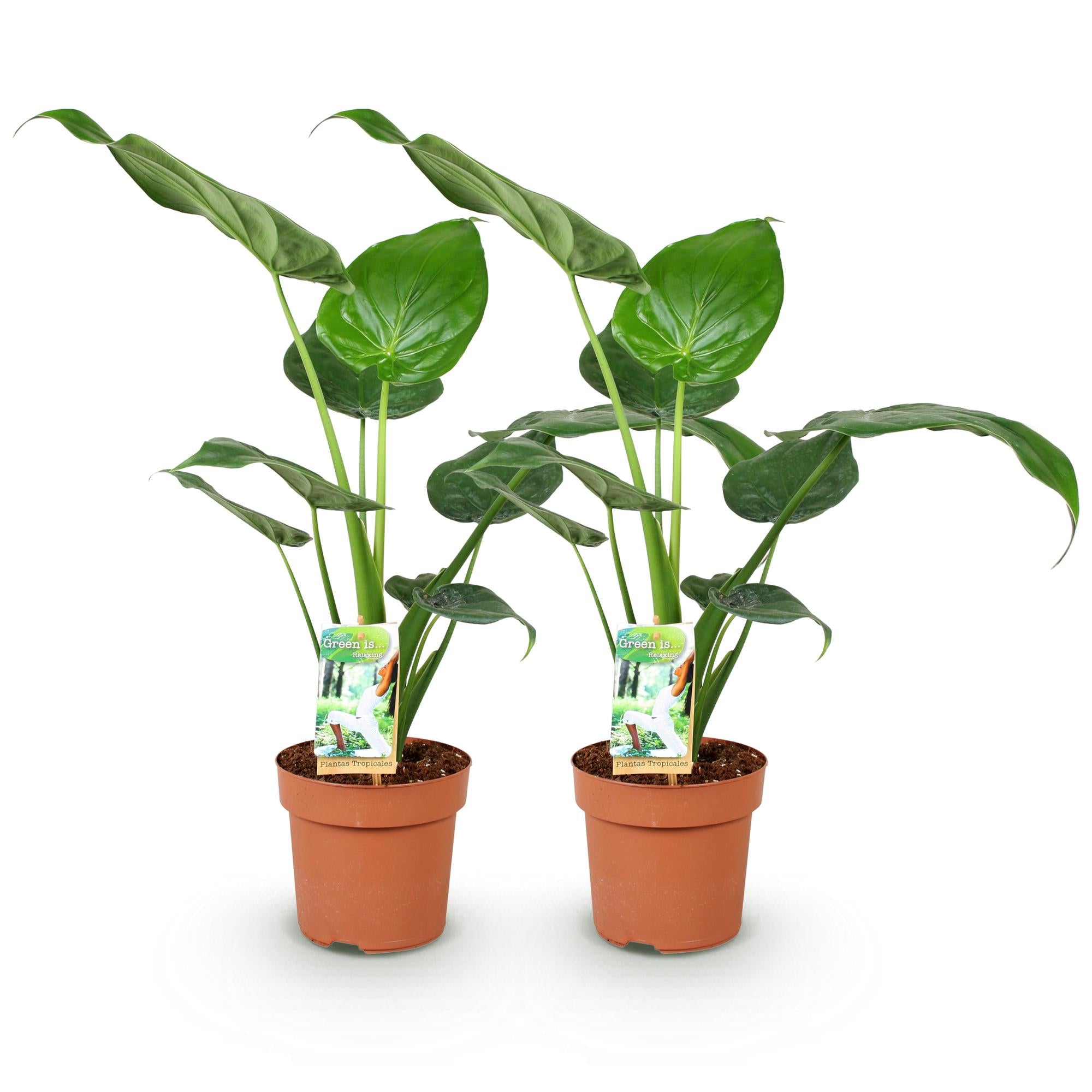 Alocasia Cucullata - Olifantsoor - Pot 17cm - Hoogte 60-65cm 2x