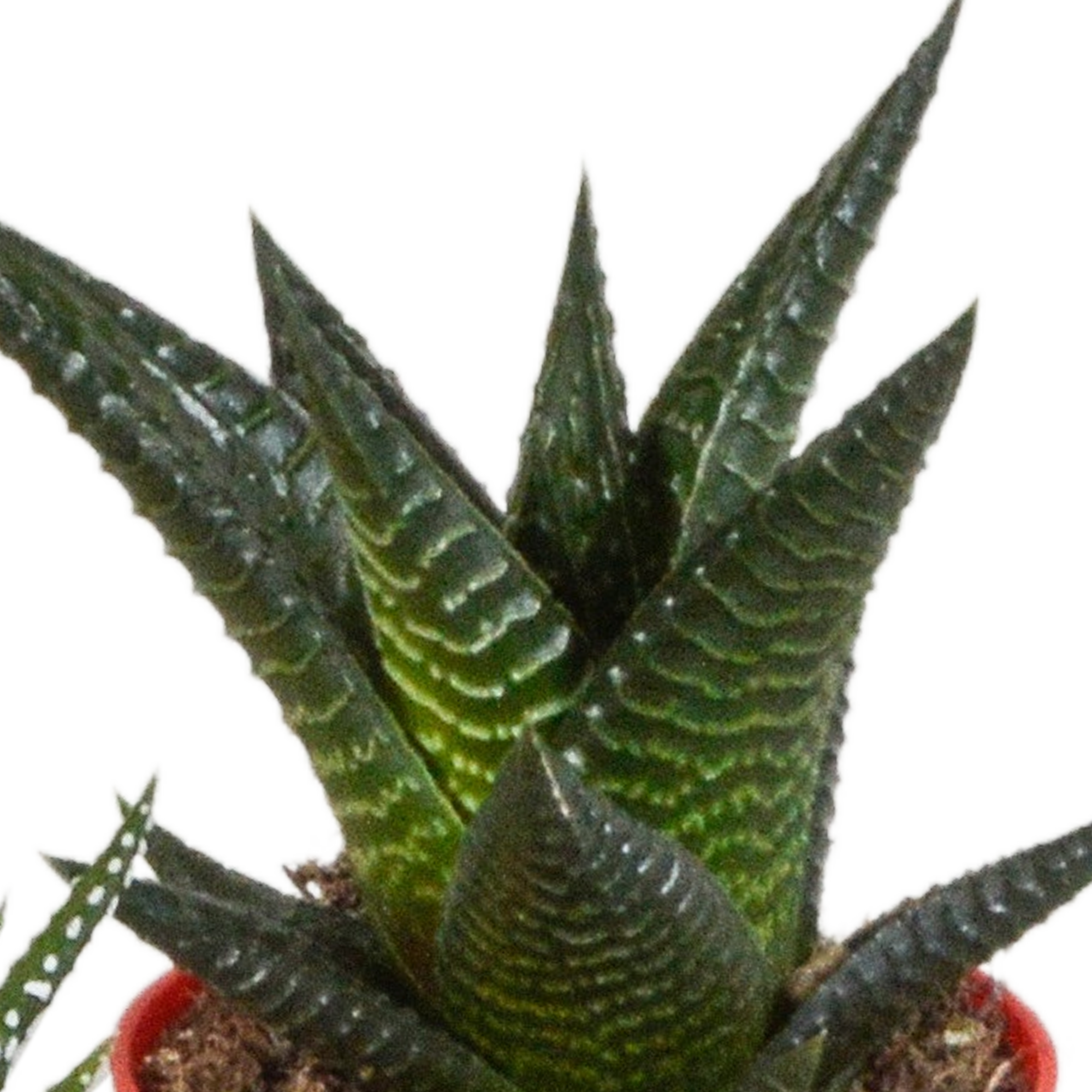 Gasteria/Haworthia mix 5,5cm - 5x - in gekleurde plasticpot