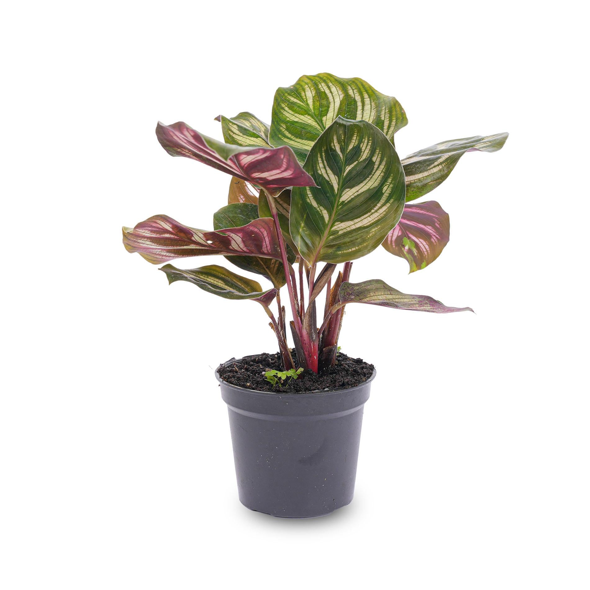 Calathea Makoyana - Plante Paon - Plante pour Terrarium - Pot de 6 pouces