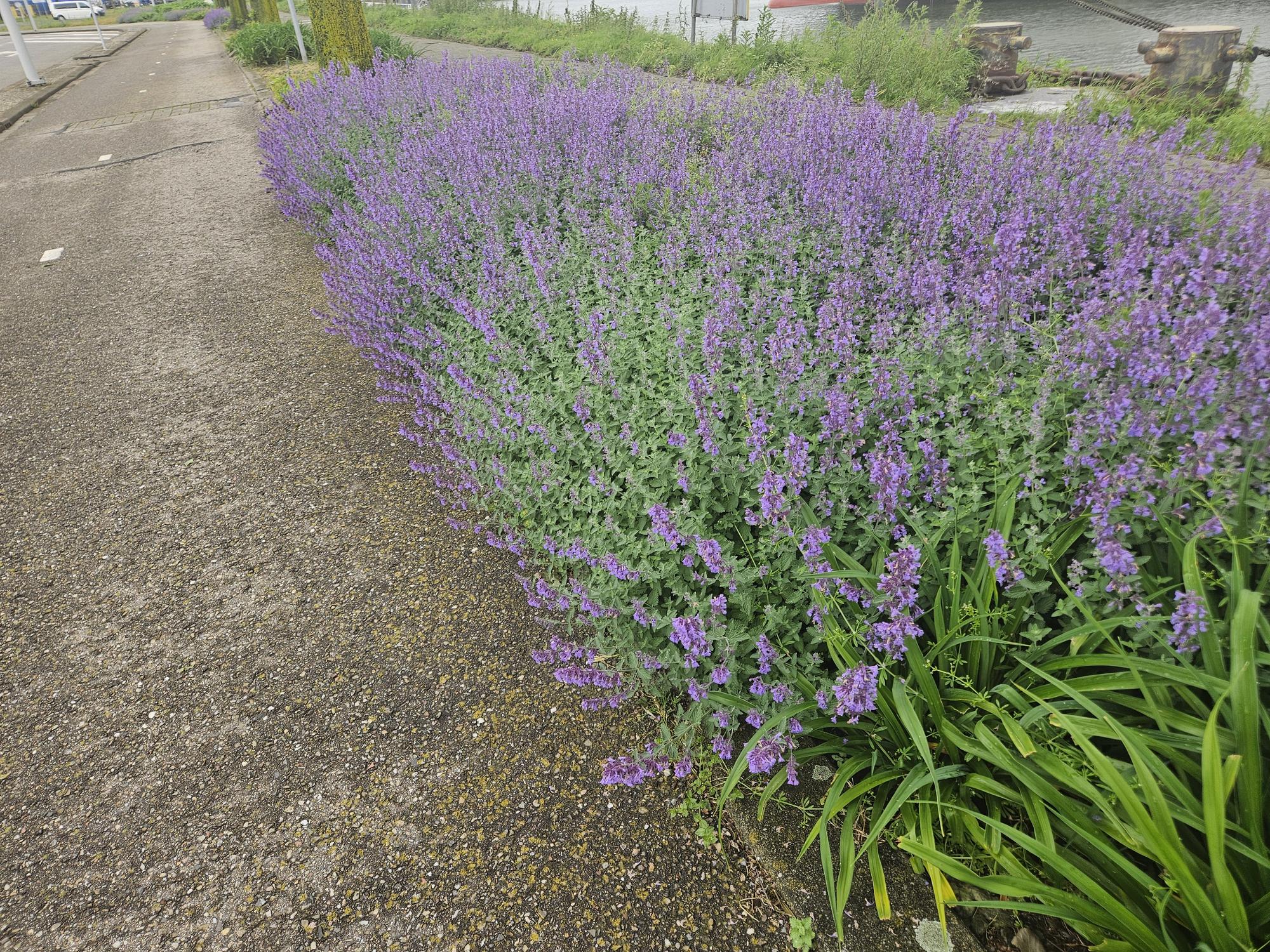 48x Nepeta 'Walker's Low' - ↕10-25cm - Ø9cm