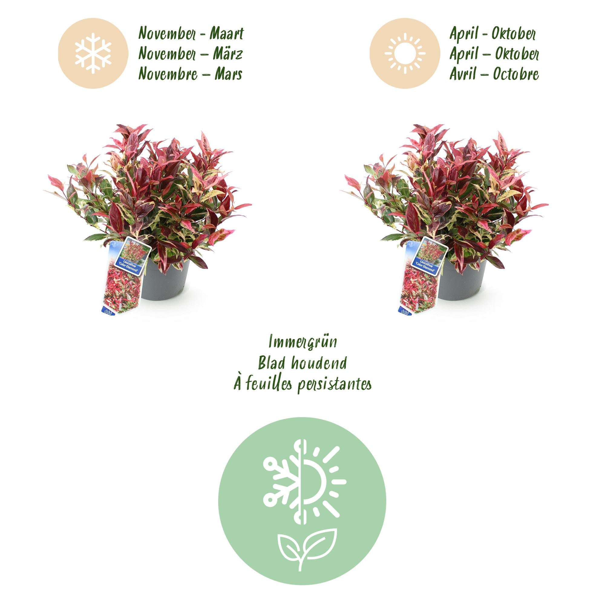 Leucothoe Colour Diamond - Bont - 2 Planten - Groenblijvend - Weinig Onderhoud - Pot 17cm Hoogte 45cm