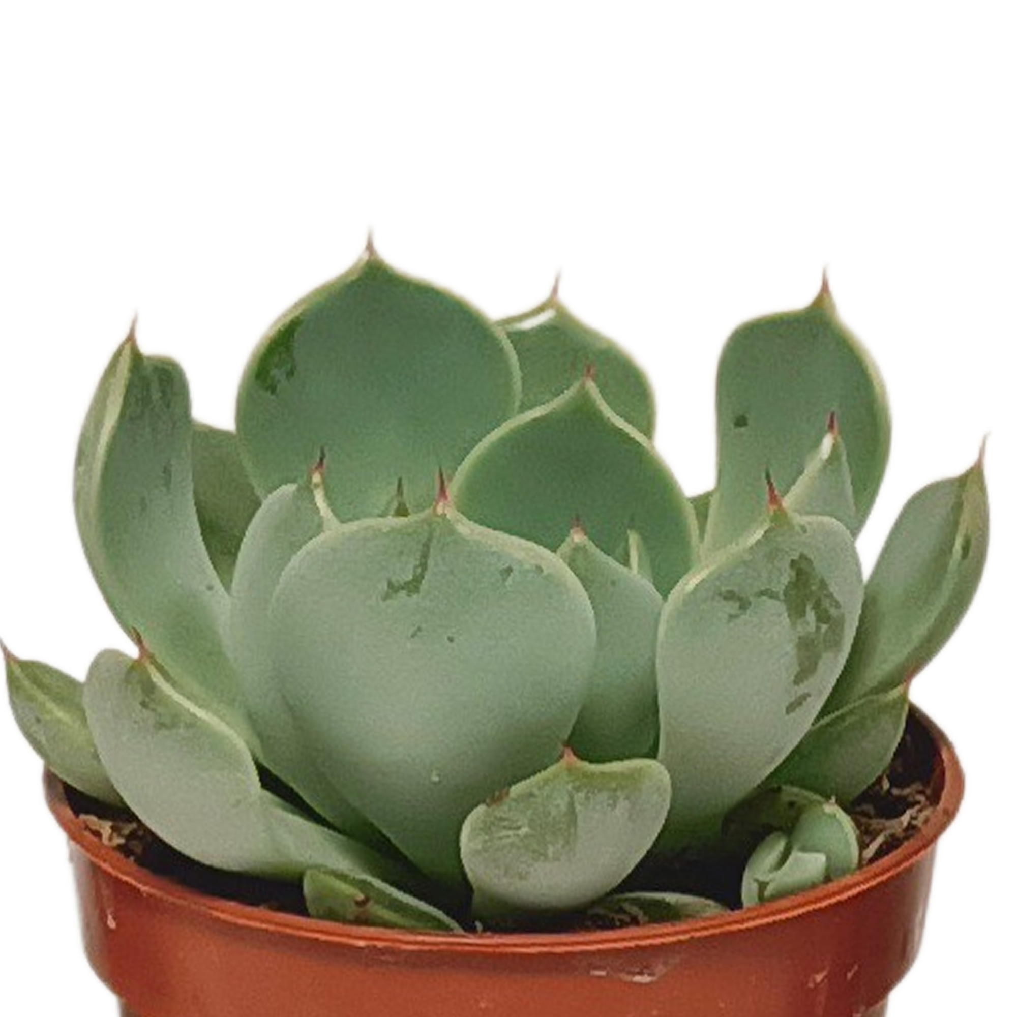 Succulent mix 5.5 cm - 10x - without pot