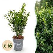 Buxus sempervirens - 16x - Haagplanten - Groenblijvend - Groen - Pot 9cm - Hoogte 20-25cm