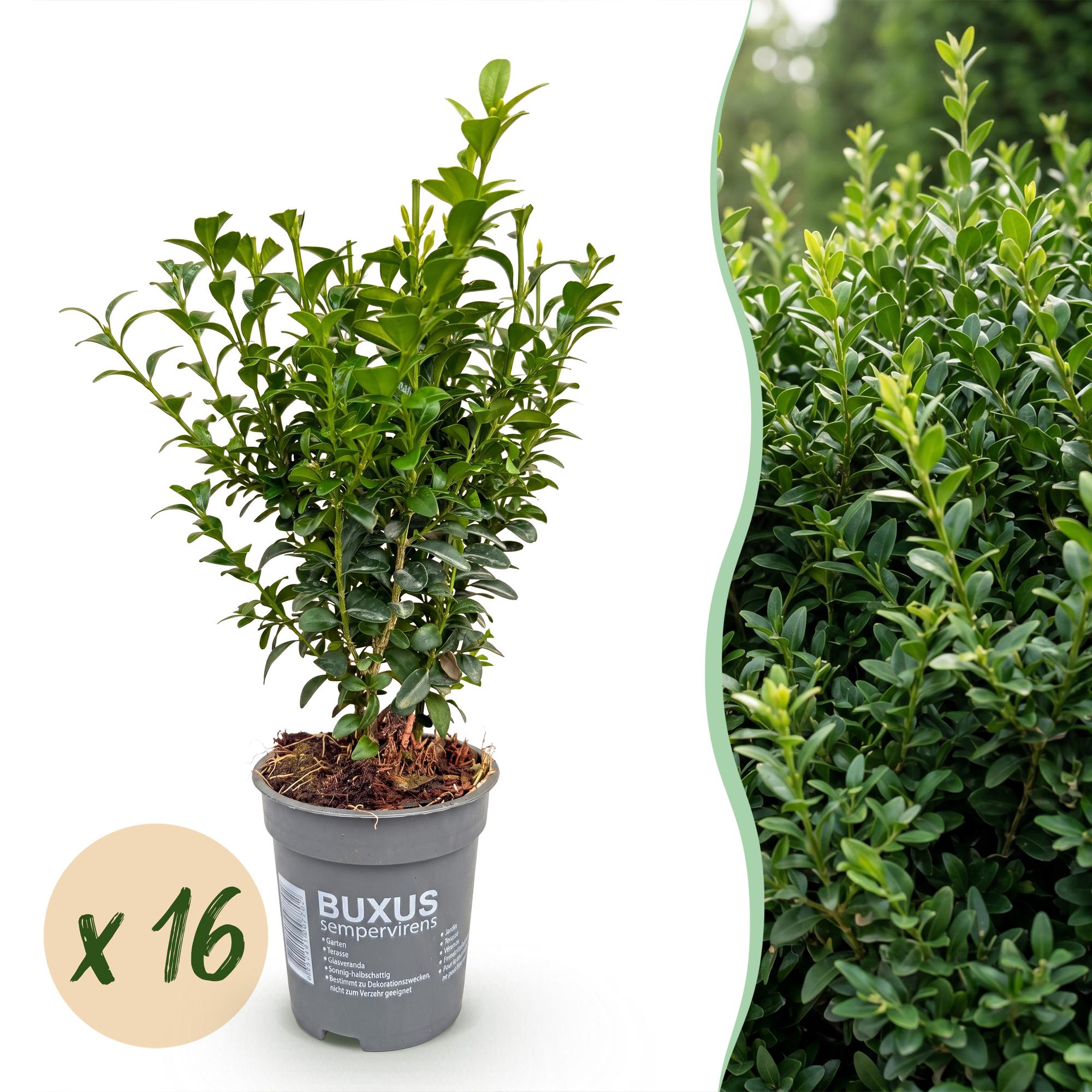 Buxus sempervirens - 16x - Haagplanten - Groenblijvend - Groen - Pot 9cm - Hoogte 20-25cm