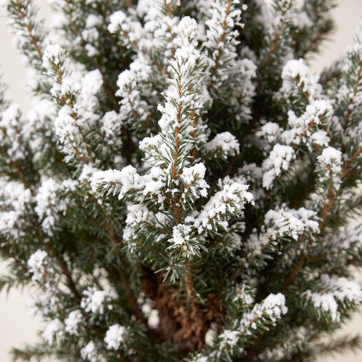 Picea glauca Conica - 4x Kegelspar - Groen - Wit - Kerstboom - Ø17cm - ↕65cm