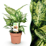 Diefenbachia Compacta - Weinig onderhoud - Groen - 1 Plant - Pot 17cm - Hoogte 45-50cm