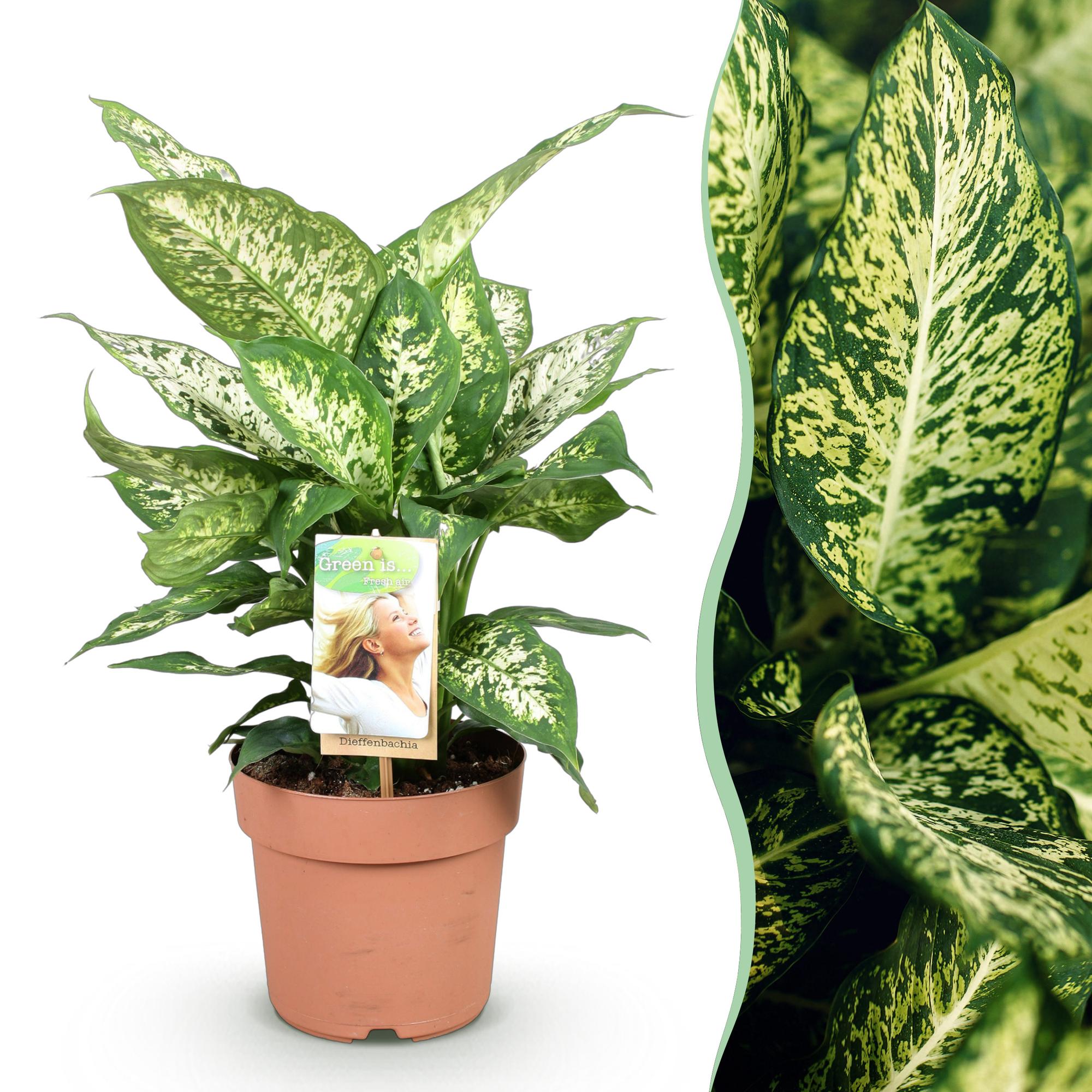 Diefenbachia Compacta - Weinig onderhoud - Groen - 1 Plant - Pot 17cm - Hoogte 45-50cm