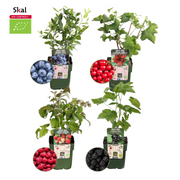 Biologische Fruitplanten mix set van 4 verschillende soorten