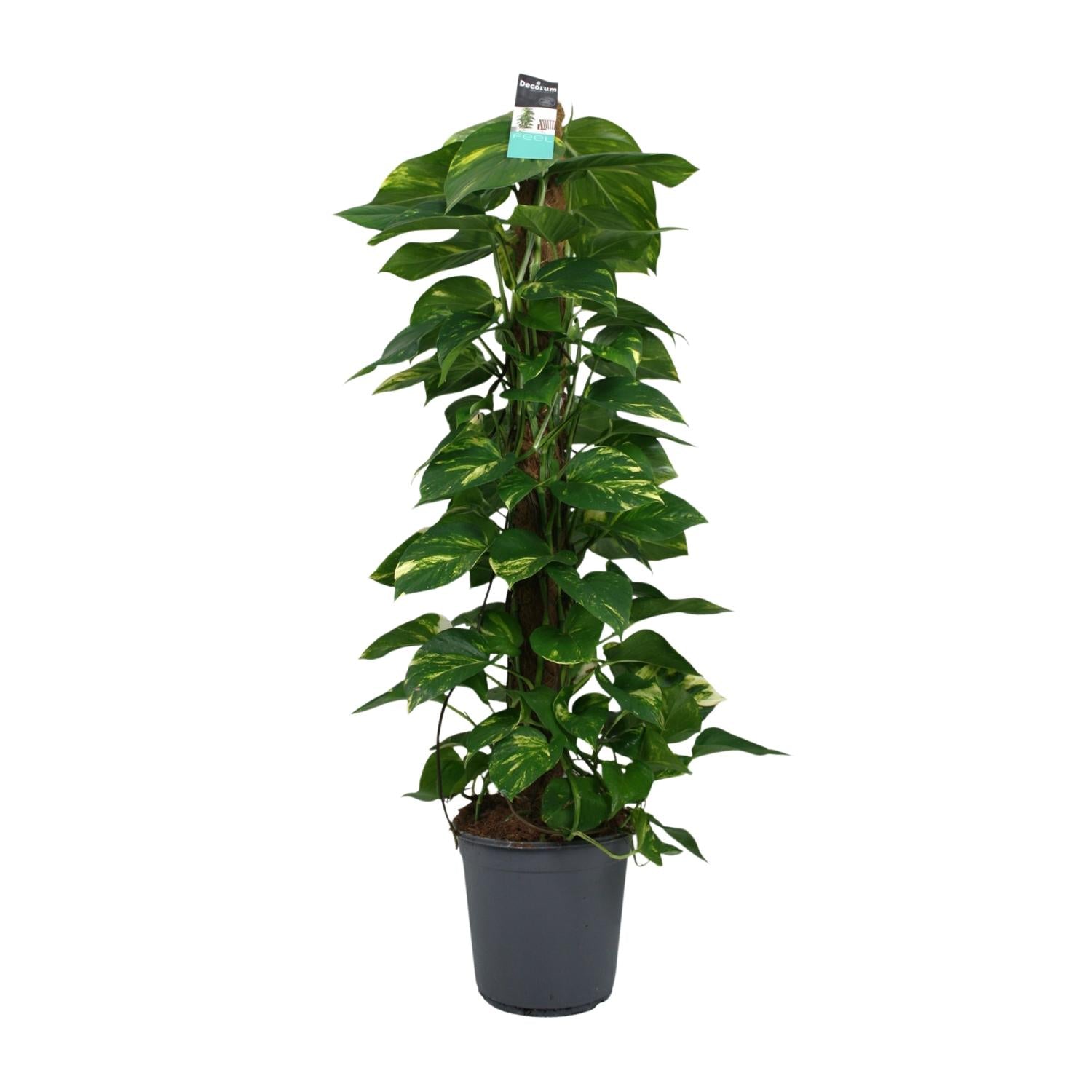 Scindapsus (Epipremnum) - Ø24 cm - ↕120 cm