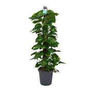 Scindapsus (Epipremnum) - Ø24 cm - ↕120 cm