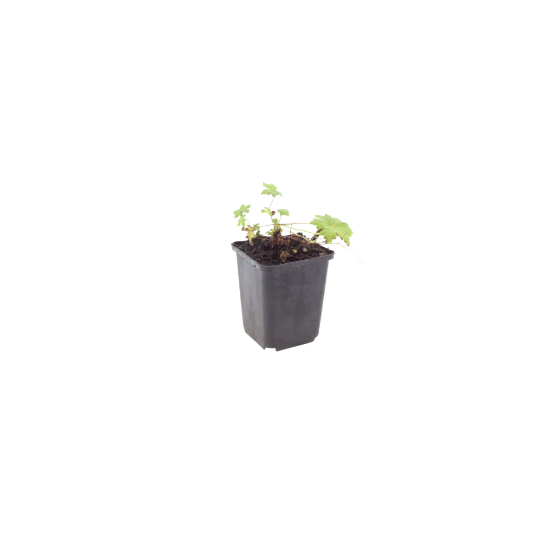 60x Geranium macr. 'White Ness' - ↕10-25cm - Ø9cm