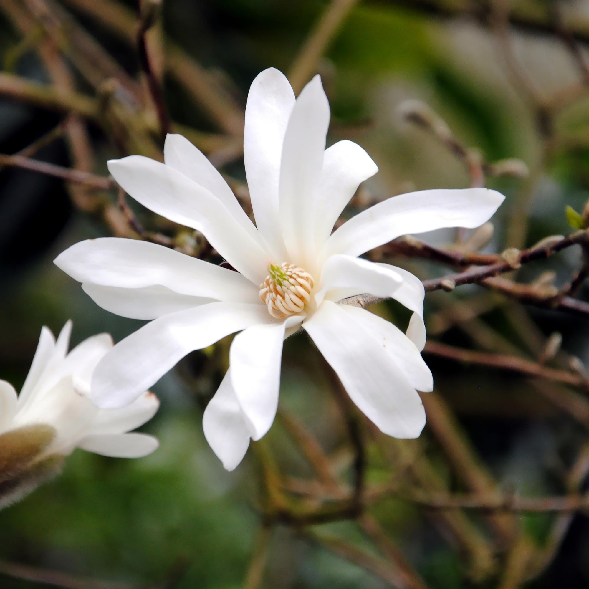 Magnolia Stellata  - Bloem Wit  - 1 Plant - Bladverliezend - Weinig Onderhoud - Pot 17cm Hoogte 45cm