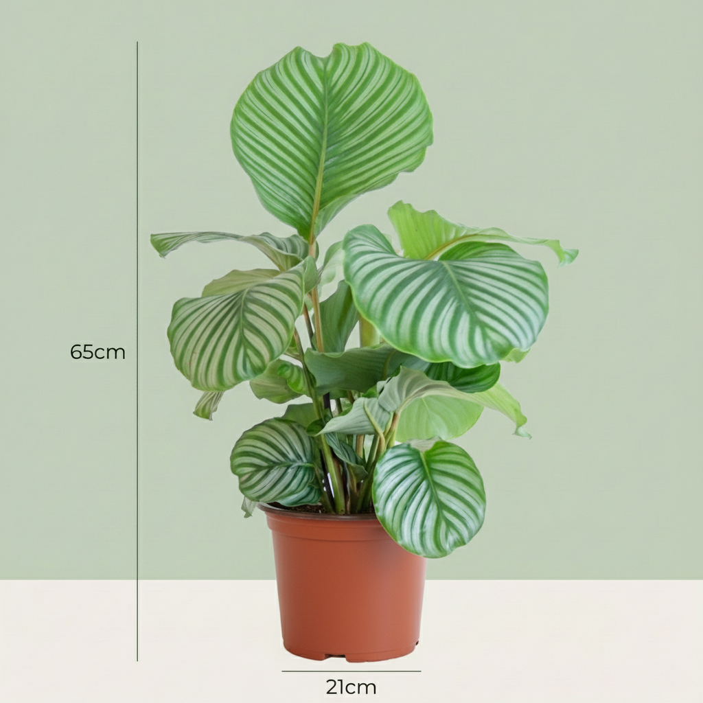 Calathea Orbifolia - Pot 21cm - Hoogte 60 - 70cm