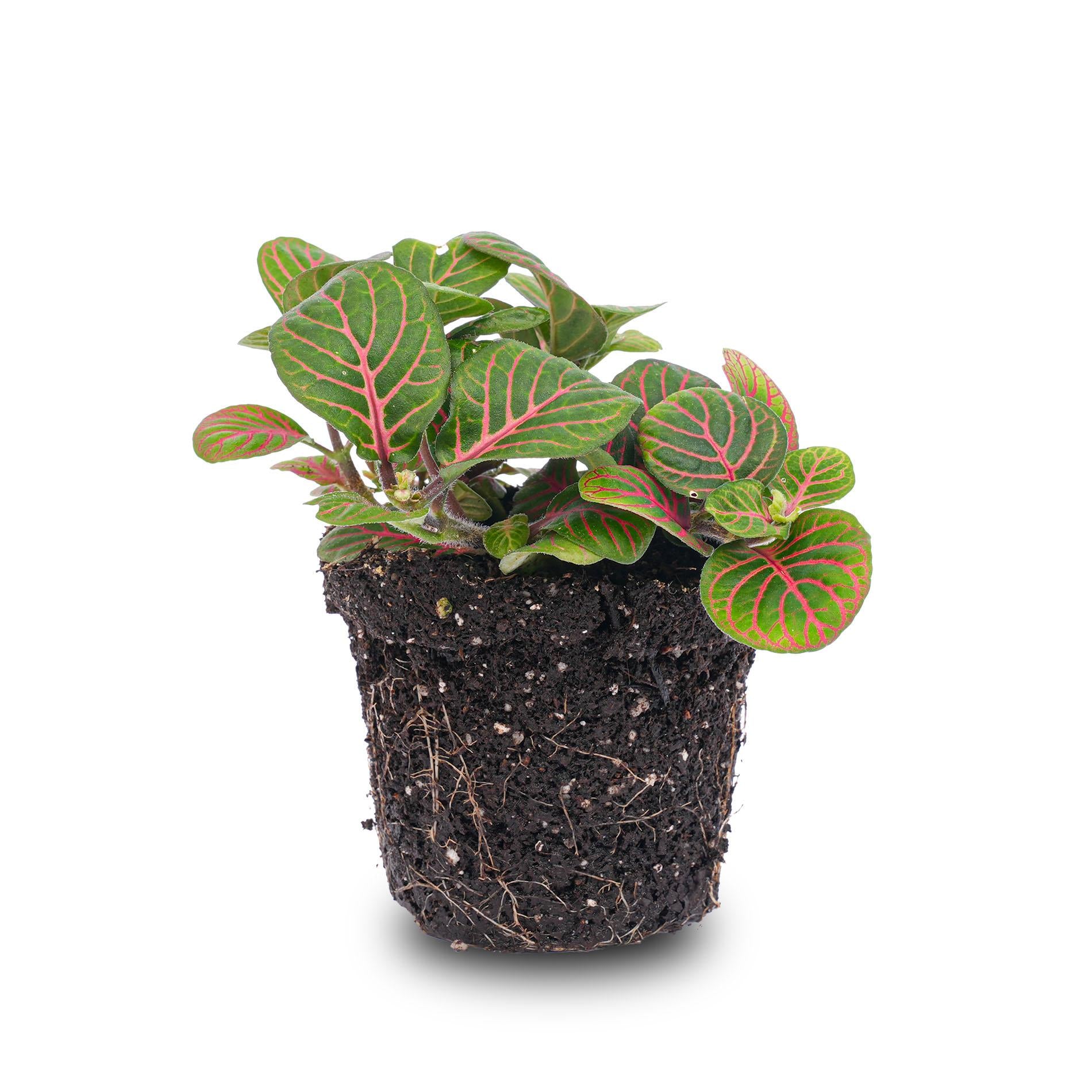 Fittonia Bubble Red - Pianta a mosaico rossa e verde - vaso misura 8
