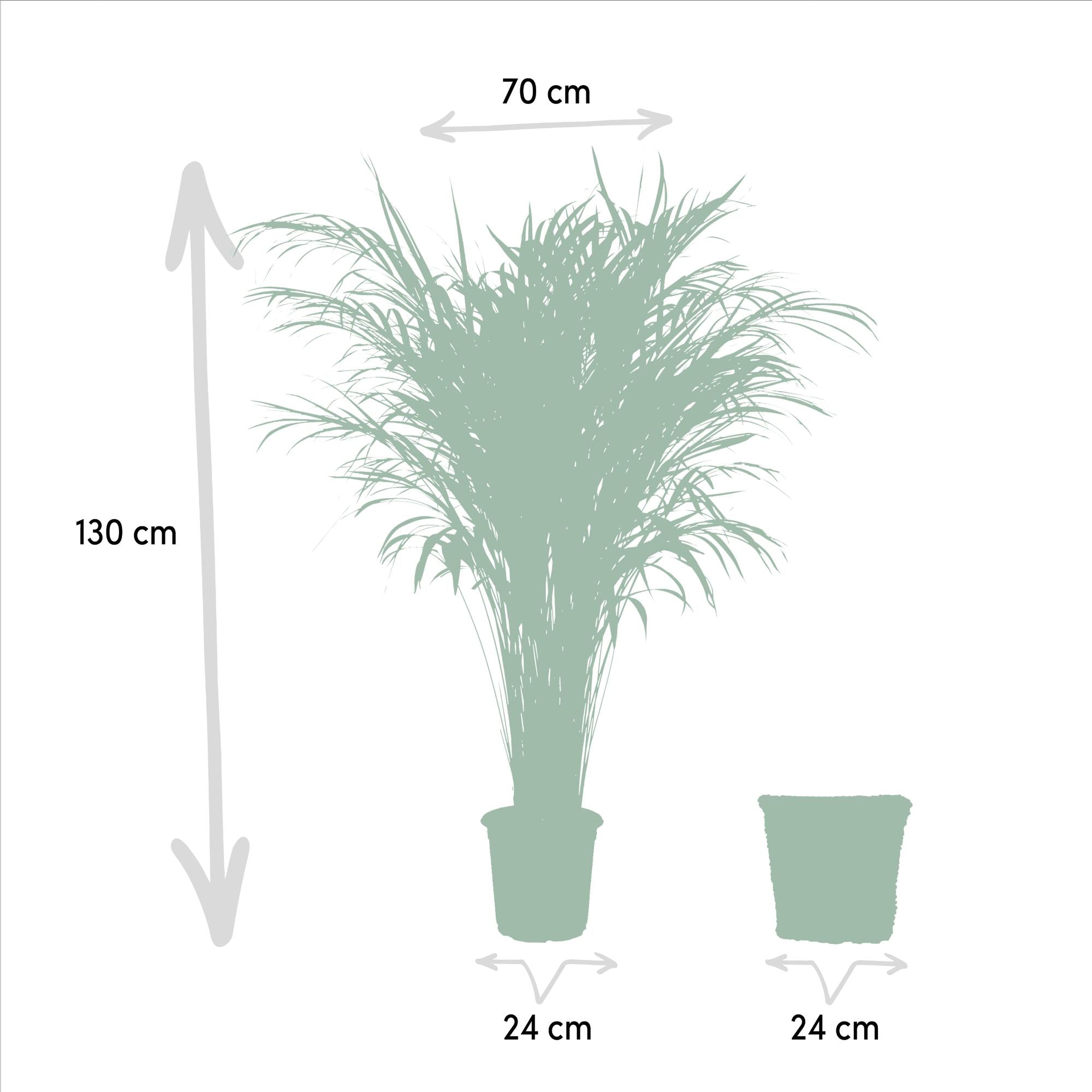 Areca con cestino - ↨130cm - Ø24cm