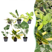 Baby Planten Tropical Mix - Diversen 6x - Tropisch - Ø6cm - ↕10-15cm