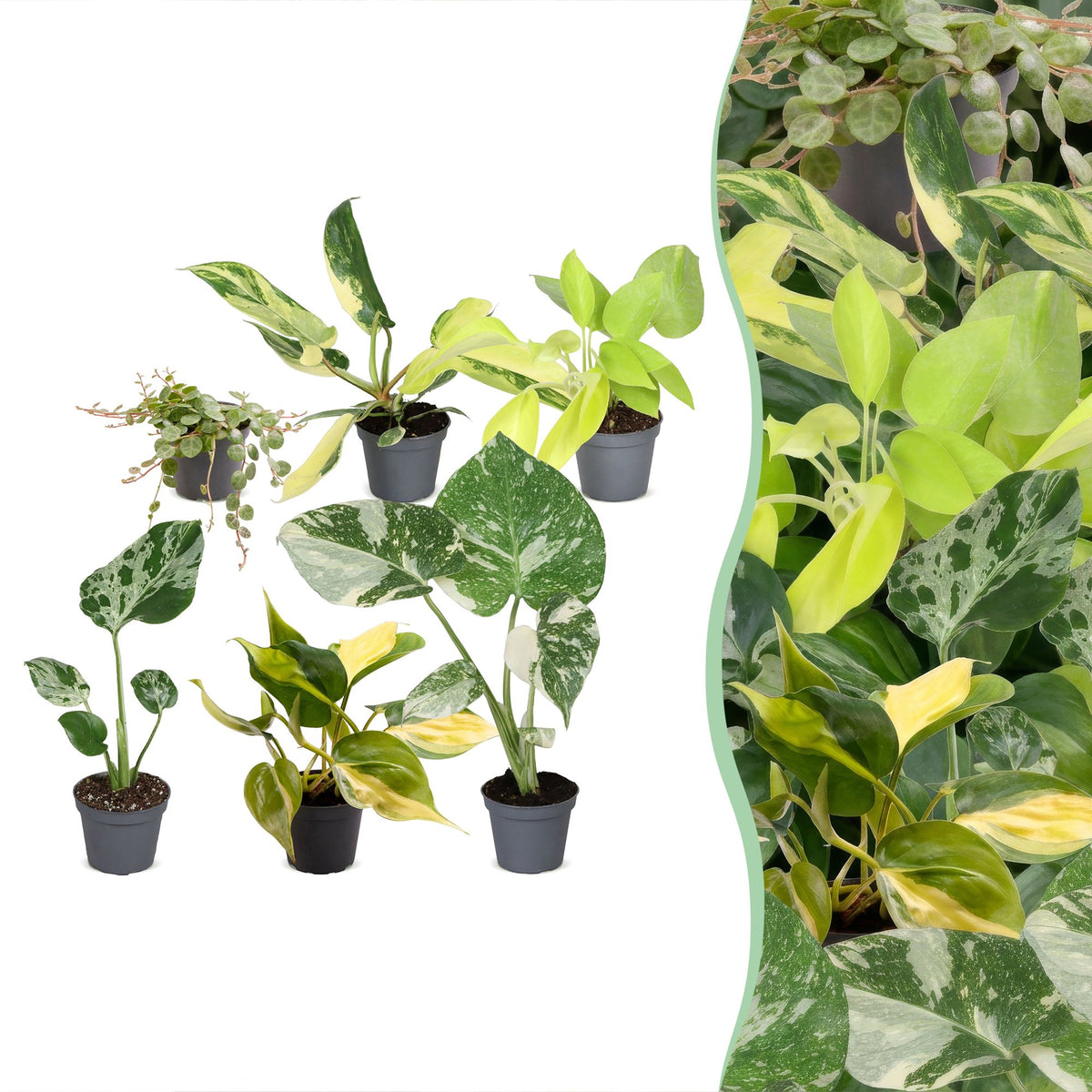 Baby Planten Tropical Mix - Diversen 6x - Tropisch - Ø6cm - ↕10-15cm