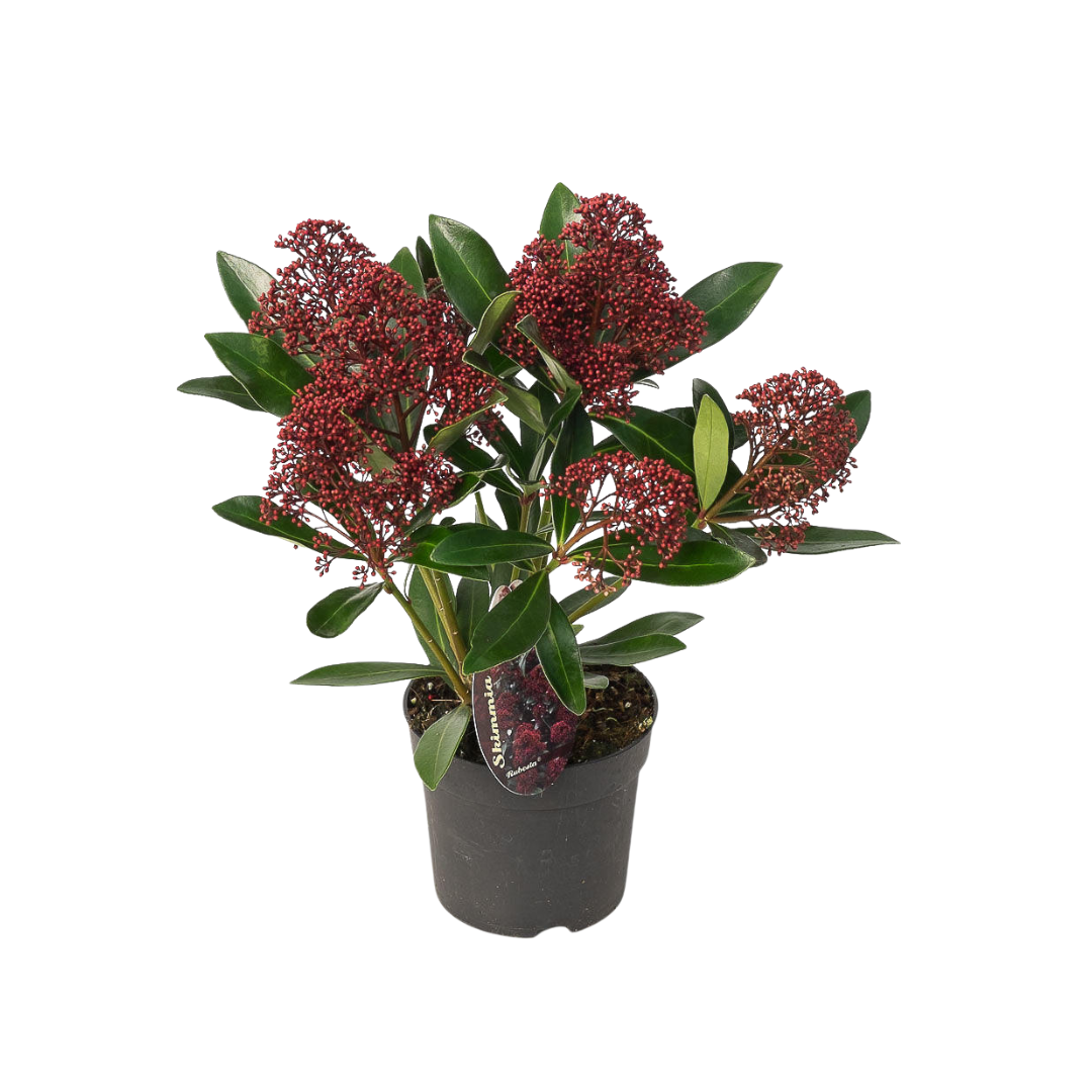 Set van 3 Skimmia 'Rubella' – Ø10,5 cm – ↨ 20-25 cm