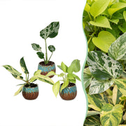 Baby Planten Tropical Mix - Diversen 3x - Tropisch - incl. Copper Reef - Ø6cm - ↕10-15cm