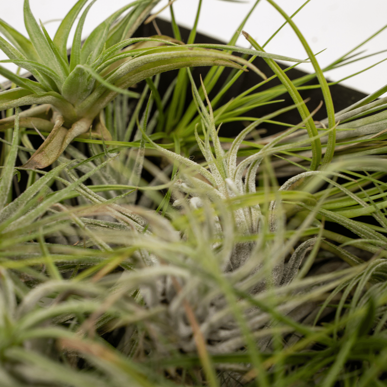 Tillandsia Air mix - 20 pezzi - 6 cm - ø6