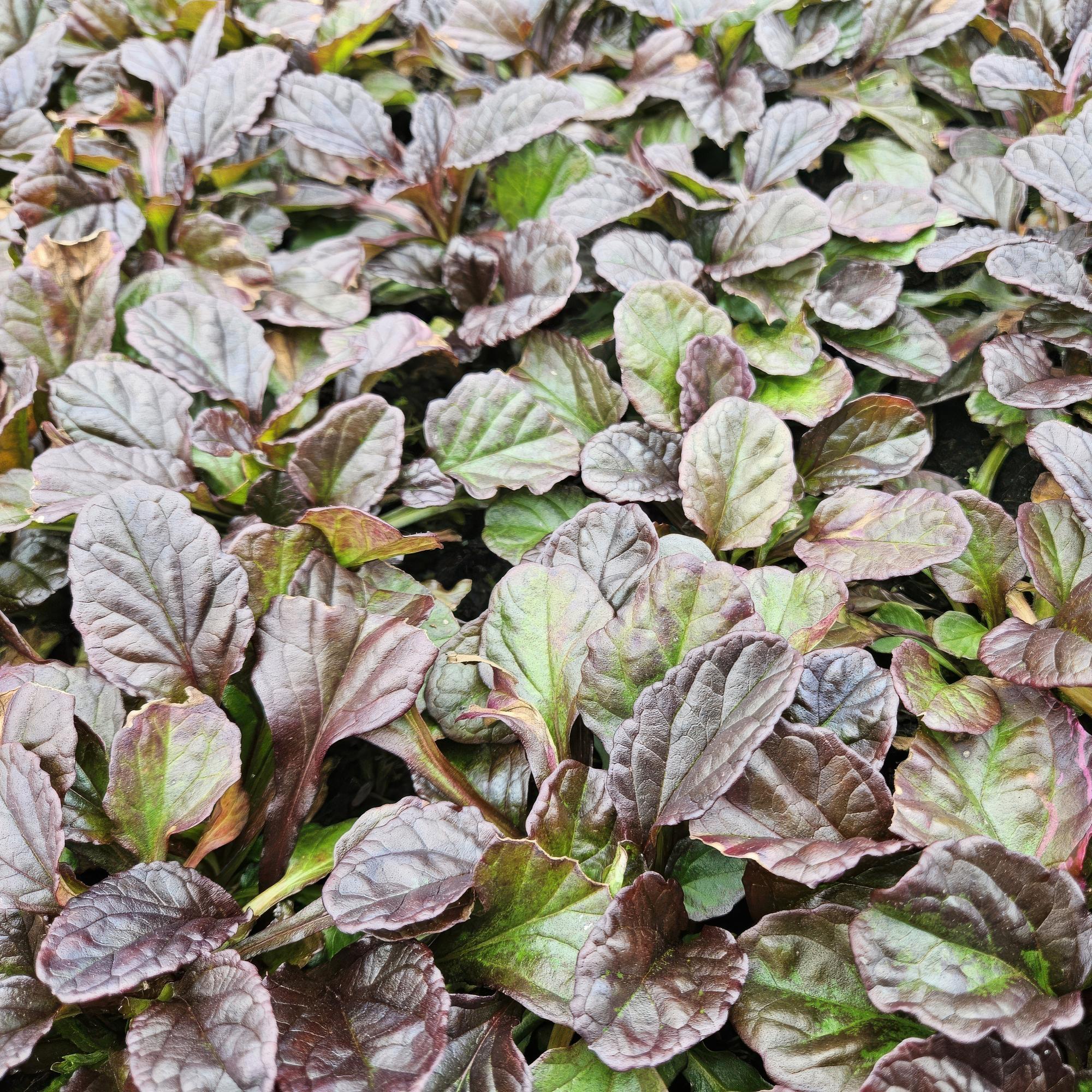 12x reptan Ajuga - ↕10-25 cm - Ø9 cm