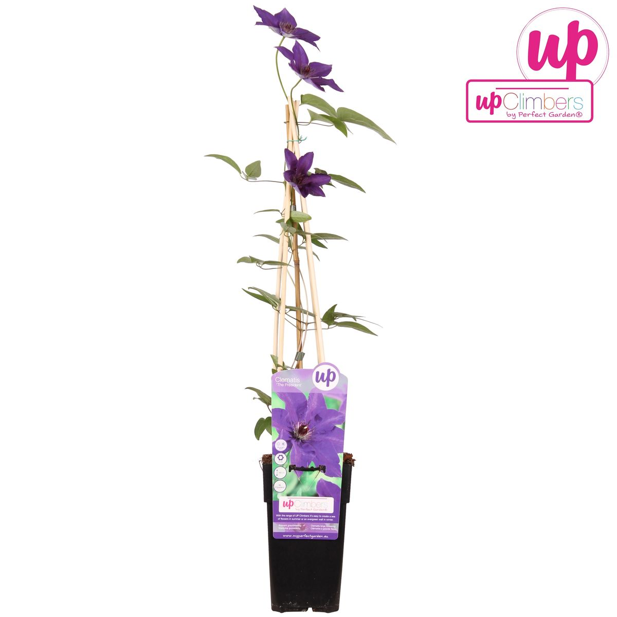 Clématite The President - Clématite violette - Ø15cm - ↕65cm