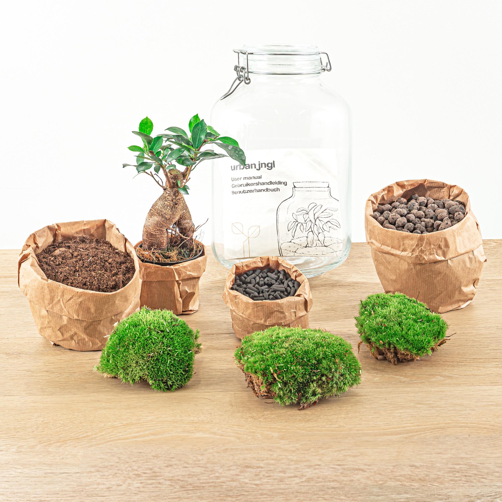 Terrario fai da te - Barattolo - Bonsai di Ficus Ginseng - ↕ 28 cm - Rastrello + Pala + Pinzetta + Forbici