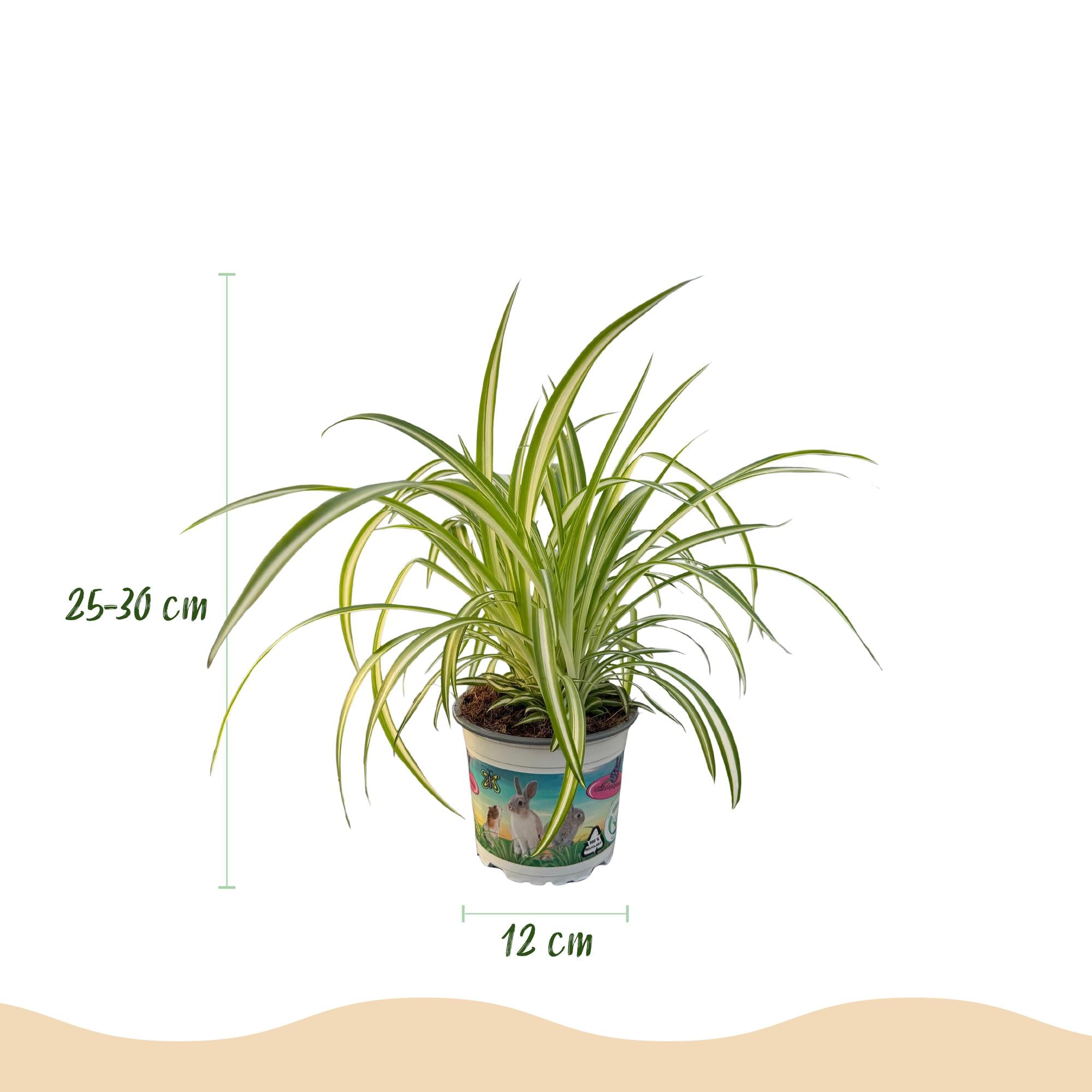Chlorophytum comosum Variegatum - Bonte Graslelie - met Potter Wit - Pot 12cm - Hoogte 20cm